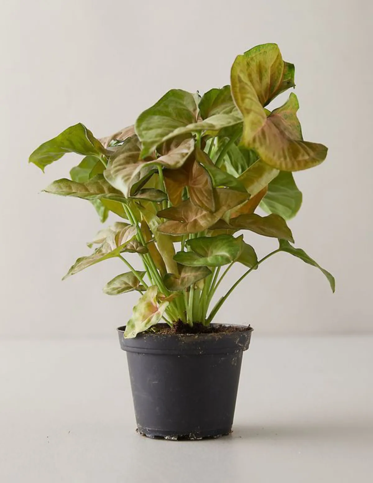 Syngonium Bronze