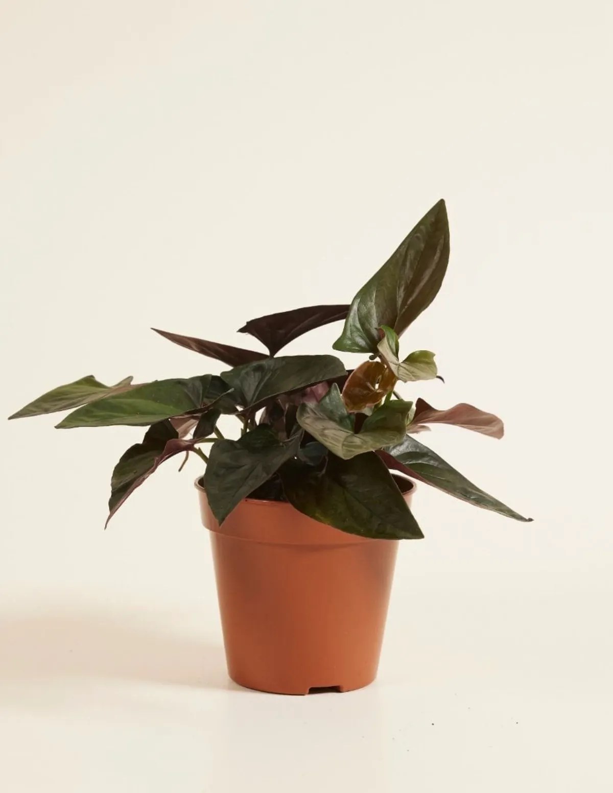 Syngonium 'Red Arrow'