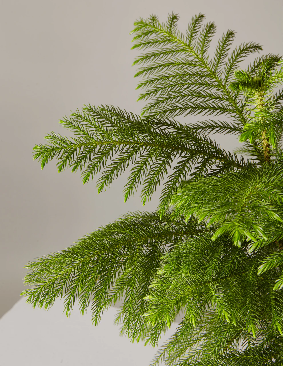 roza-large-norfolk-island-pine_hover_04.webp