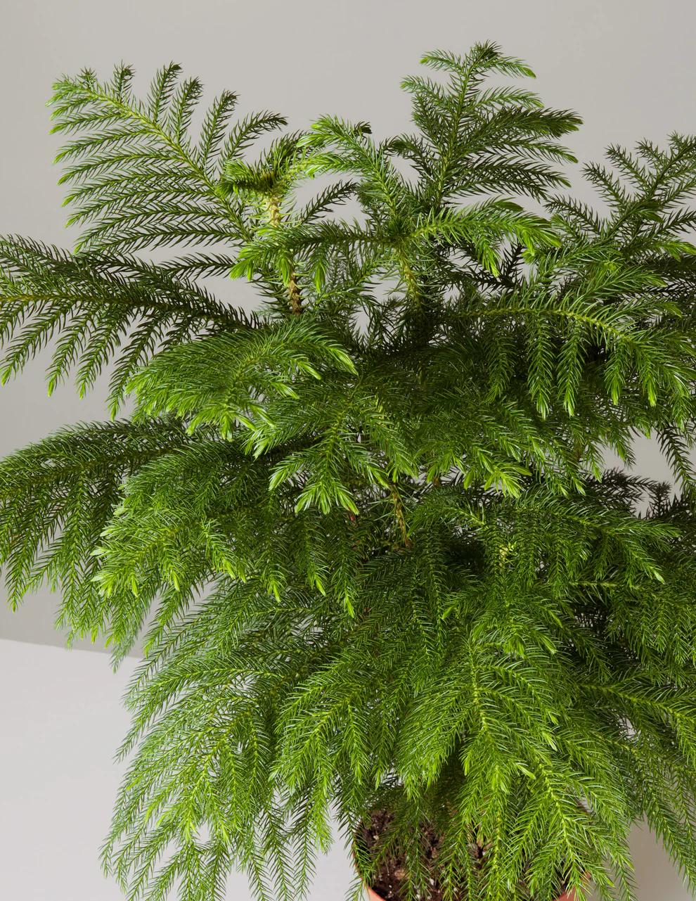 roza-large-norfolk-island-pine_hover_04.webp