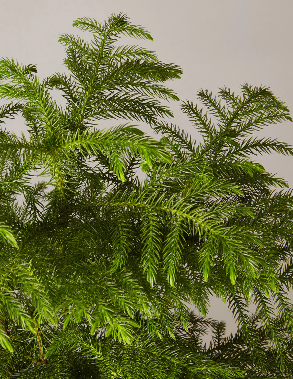 roza-large-norfolk-island-pine_hover_04.webp