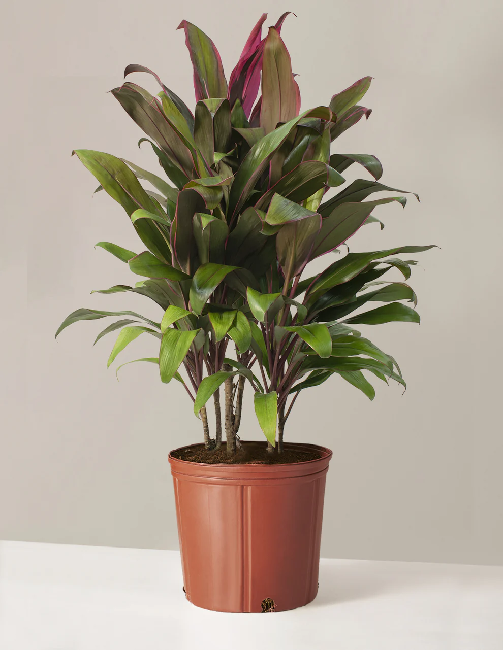 roza_Cordyline-Maria_Large_Gallery.webp